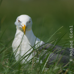 Helgoland-20130625-09