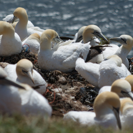 Helgoland-20130629-21