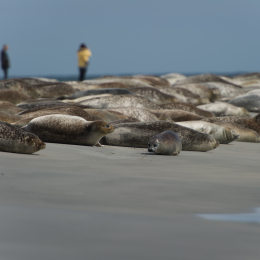 Helgoland-20130625-36