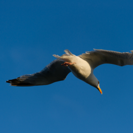 Helgoland-20130622-19