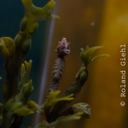 Helgoland-20130628-21