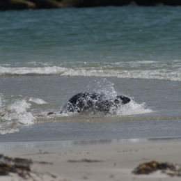 Helgoland-20130625-19