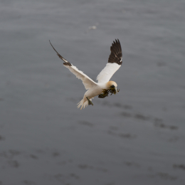 Helgoland-20130624-55