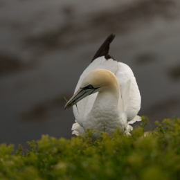 Helgoland-20130624-63