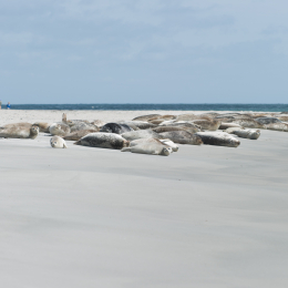 Helgoland-20130625-32