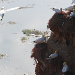 Helgoland-20130624-49