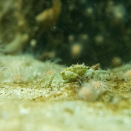 Helgoland-20130628-04