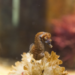 Helgoland-20130628-18