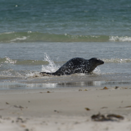 Helgoland-20130625-21