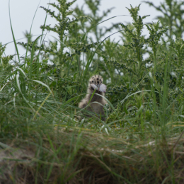 Helgoland-20130623-16