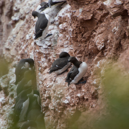 Helgoland-20130626-16