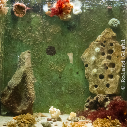 Helgoland-20130628-11