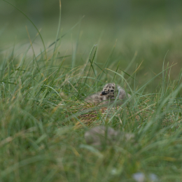 Helgoland-20130623-20