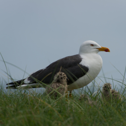 Helgoland-20130623-25
