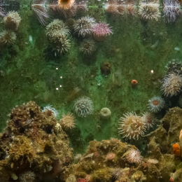 Helgoland-20130628-12