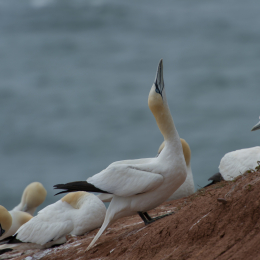 Helgoland-20130626-17
