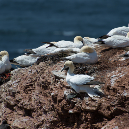 Helgoland-20130629-17
