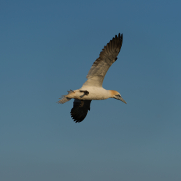 Helgoland-20130622-11