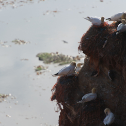 Helgoland-20130624-48