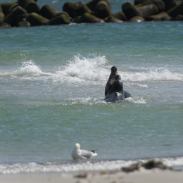 Helgoland-20130625-24
