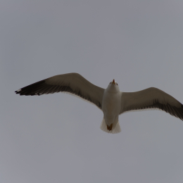 Helgoland-20130623-08