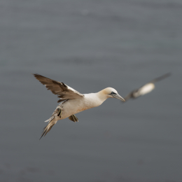 Helgoland-20130624-62