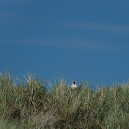 Helgoland-20130623-11
