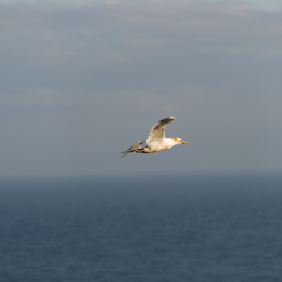 Helgoland-20130622-03