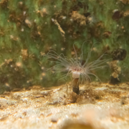 Helgoland-20130628-07