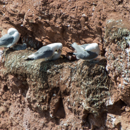 Helgoland-20130629-11
