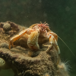 Helgoland-20130628-06