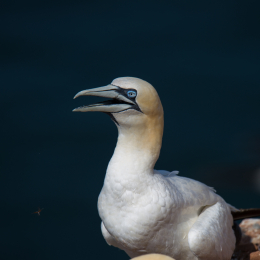 Helgoland_Tag_07_20140710_012