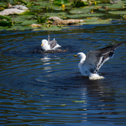 Helgoland_Tag_08_20140711_197
