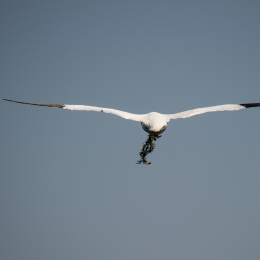 Helgoland_Tag_07_20140710_077