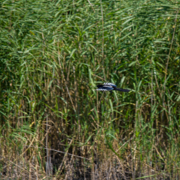 Helgoland_Tag_08_20140711_143