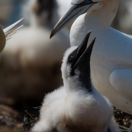 Helgoland_Tag_07_20140710_016
