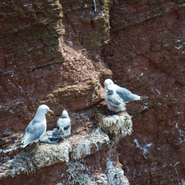 Helgoland_Tag_12_20140716_196