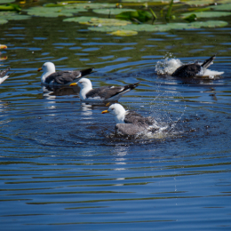 Helgoland_Tag_08_20140711_149
