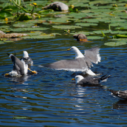 Helgoland_Tag_08_20140711_110