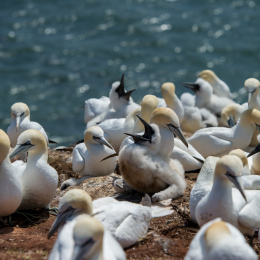 Helgoland_Tag_11_20140714_278
