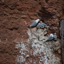 Helgoland_Tag_03_20140706_040