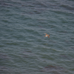 Helgoland_Tag_07_20140710_056