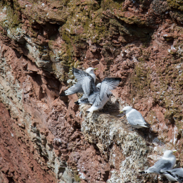 Helgoland_Tag_12_20140716_123