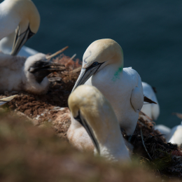 Helgoland_Tag_07_20140710_004