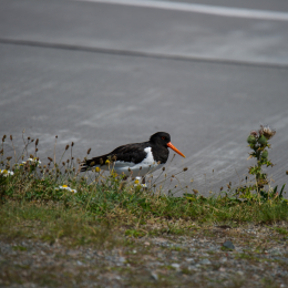 Helgoland_Tag_08_20140711_040