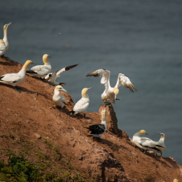 Helgoland_Tag_07_20140710_035