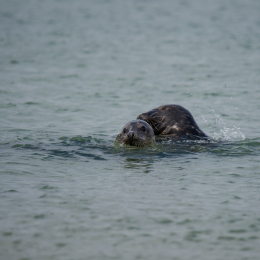 Helgoland_Tag_12_20140715_021