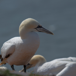 Helgoland_Tag_07_20140710_011