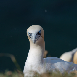 Helgoland_Tag_07_20140710_019