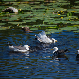 Helgoland_Tag_08_20140711_156